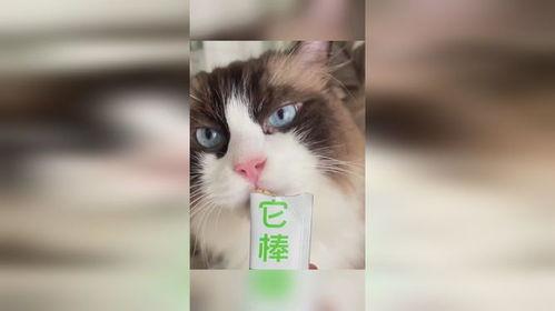 小猫沉浸式吃瓜,一场猫界的热闹“瓜田” 第3张 小猫沉浸式吃瓜,一场猫界的热闹“瓜田” 第3张